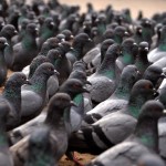 60 000 pigeons